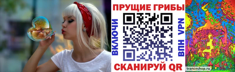 Купить  Щигры  Псилоцибиновые грибы Psilocybe 